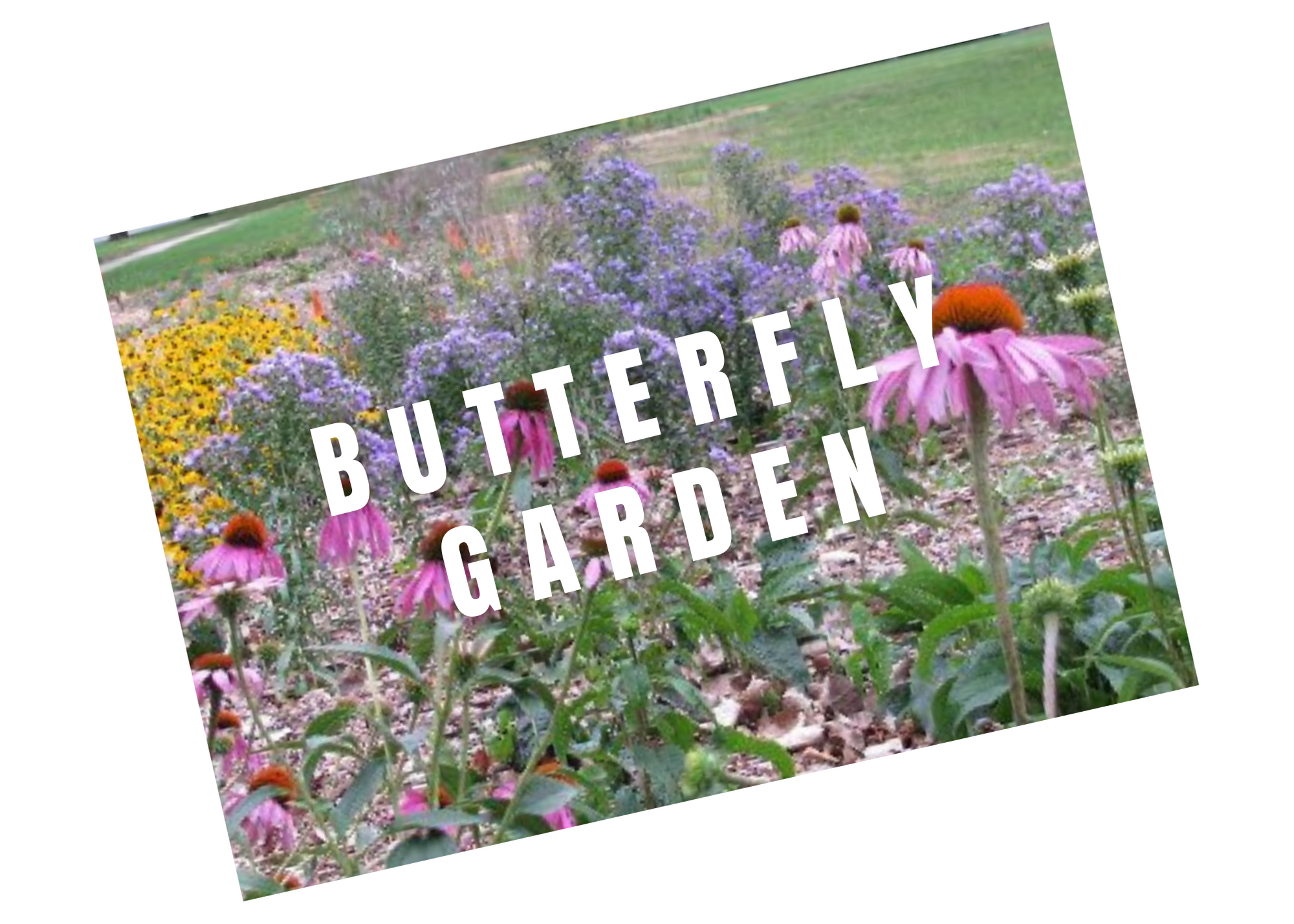 butterfly garden.png